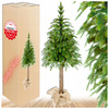 ŚWIERK PE ALASKA NA PNIU CHOINKA JAK ŻYWA SZTUCZNA 150cm PIĘKNY GĘSTY